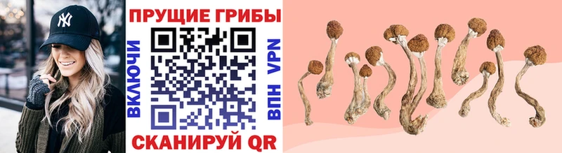 Галлюциногенные грибы Psilocybine cubensis  Черкесск 